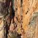 Una cicogna nera in volo  stata invece catturata da Luigi De Vivo allinterno della pittoresca falesia di Gravina